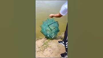 Lồng Bẫy Cá Bát Quái