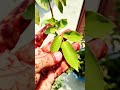 Gulab K Paudhe Me Sucker Ko Kaise Pahchane 🌹🌹🌹#shortfeed