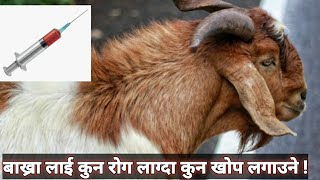 बाख्रा तथा अन्य पशुमाकुन रोग लाग्दा कुन खोप लगाउने सम्पुर्ण जानकारी|bakhra maa lagne rog kaa khop||