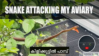 Snake Attacking My Aviary II Outdoor Aviary || Nature Crafts