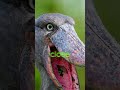 Shoebill Stork The Bird With a Monster Beak 😱 #shorts  #brainrot #foryou #viral