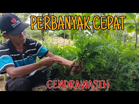 Video: Membiakan Tanaman Cendrawasih: Menumbuhkan Bibit dan Pembagian Cendrawasih