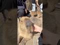 幸せな日向ぼっこ☀️#capybara #カピバラ #cute