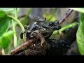 カジカガエルの美しい鳴き声【チャーム】