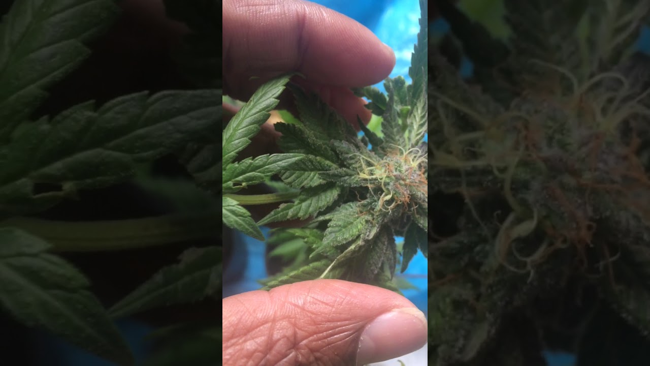 Ruderalis indica crossed with master kush