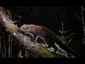 Photographing Wild Fisher with a Motion Tripped Camera