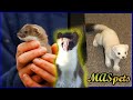 Keeping Stoats as Pets | Short-tailed Weasel/Ermine as Pets