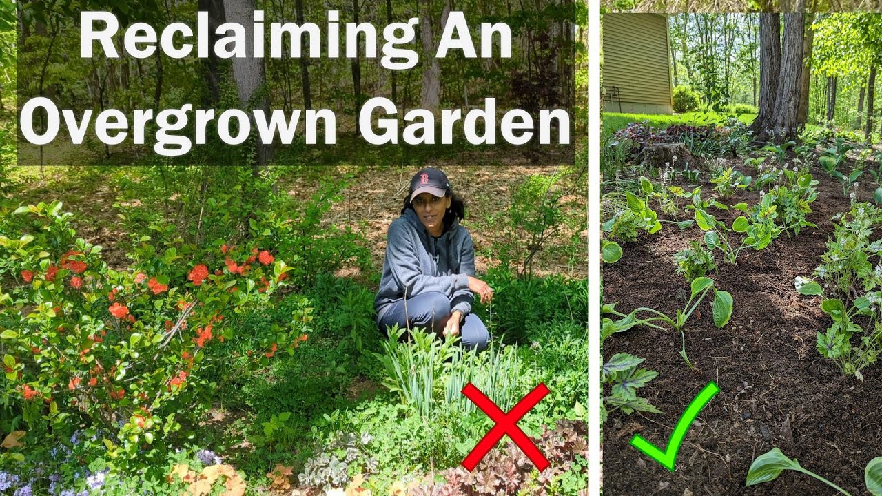 Weed & Reclaim an Overgrown Flower Bed With Me🍀Moving Dividing Digging Perennials YouTube