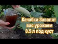 0.5 л под Куст Кабачков в Июле Урожай валом Подкормка под куст Кабачков и Цукини.