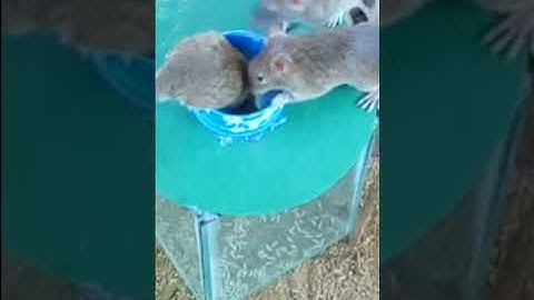 Easy Glass Box Mouse Trap - DIY Homemade Part 02