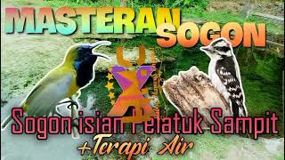 Download Lagu Masteran sogon tembakan pelatuk sampit. sogon isian pelatuk #pancingansogon #sogongacor MP3