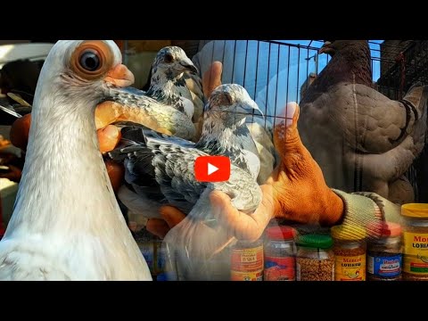 سوق الجمعة جنة الحمام جولة كاملة لبيع وشراء الحمام الغزار والزاجل والزينة بالسيدة عائشة