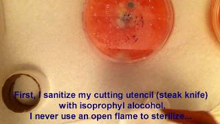 How to clean up contaminated agar - Mycology