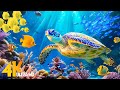 [NEW] 11H Stunning 4K Underwater Wonders - Relaxing Music | Coral Reefs, Fish &amp; Colorful Sea Life