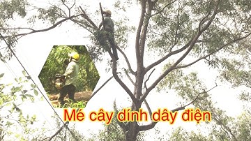 Hạ cây tràm bông vàng To sử dụng máy stihl 660