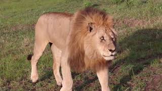 Benna The Legendary Lion, In Honor Of His Memory