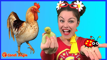 Bird Song for Kindergarten | Bird Sounds | Actions + Dance | Learn with Teacher #birdsounds