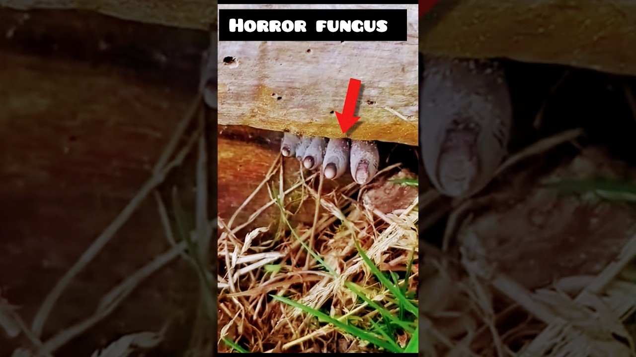 Dead man's finger fungus 