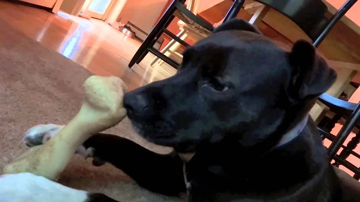 Katie chew toy