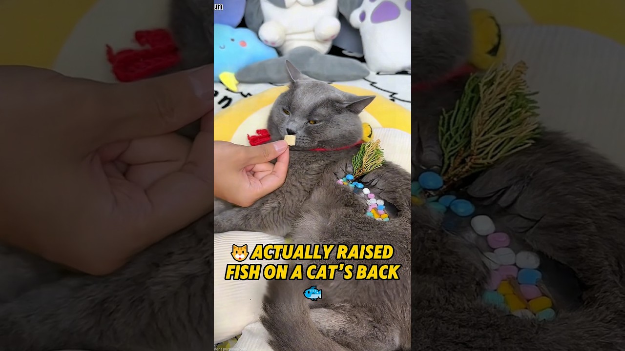 My Cat Reacts to Me Building a Tiny River on Its Belly!