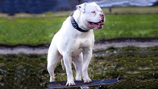 10 Facts You Need to Know Before Buying an American Bulldog