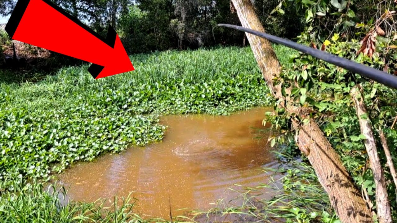 Khu vực gần trại giam 30/4 Tiền Giang,cá thác lác bành bành không,#caucahocmon