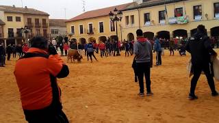 TORO VILLALPANDO - PURÍSIMA 2017 - VACA DE LA TARDE