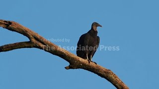 Black vultures, a livestock scourge, spreading north as climate warms
