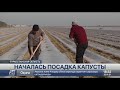 Посадку капусты начали аграрии Туркестанской области