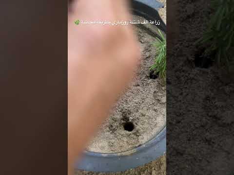 ازرع مليار شتلة روزماري مجان ا من فرع واحد فقط بهذه الطريقة زراعة إكليل الجبل في المنزل