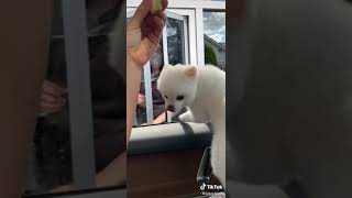 #tiktok #shorts #pomeranian #enesbatur komik kısa köpek videosu 6