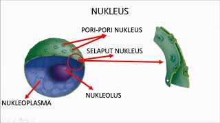 STRUKTUR DAN FUNGSI NUKLEUS