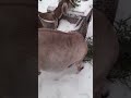 In Russia Da Nonna