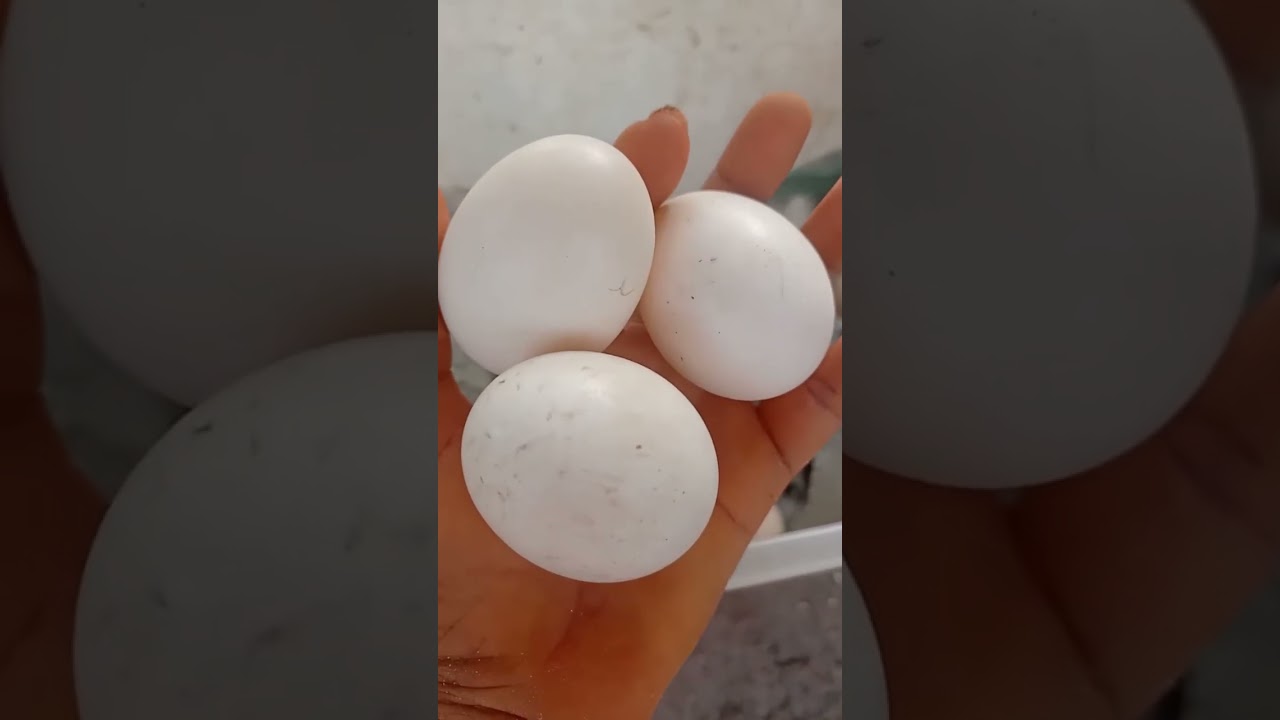 Fresh Farm Duck Eggs
