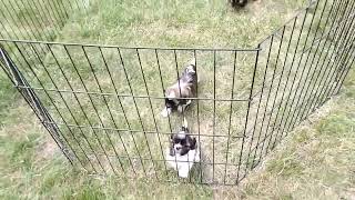 Hobby Pups - Saturday June 14th 2025, Grand Forks ND