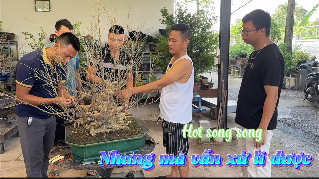 Namle bonsai | Cây sanh cốt rất già nhưng tỉ lệ chưa ổn và đây là cách xử lí của Nam Lê