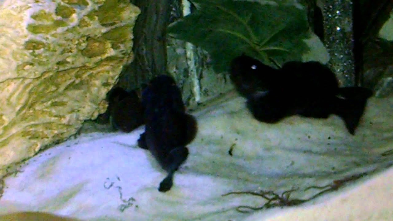 Black goby's fighting over food