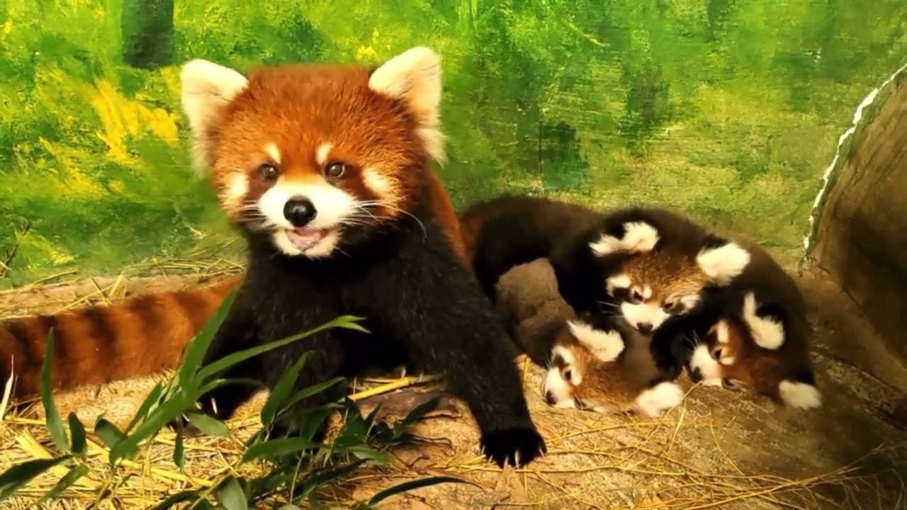 Three red pandas stacked on top of each other 🤗 【red panda