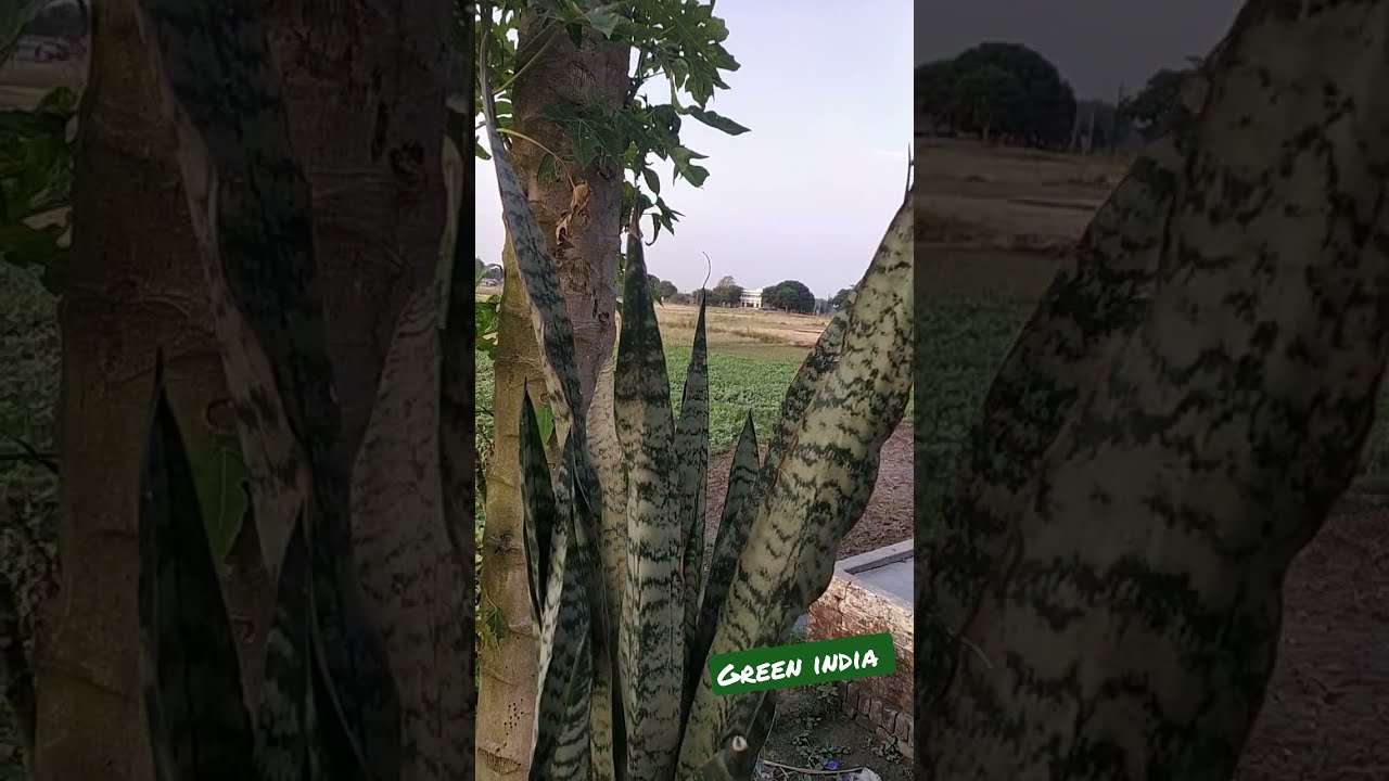 green India clean india || tree plant 