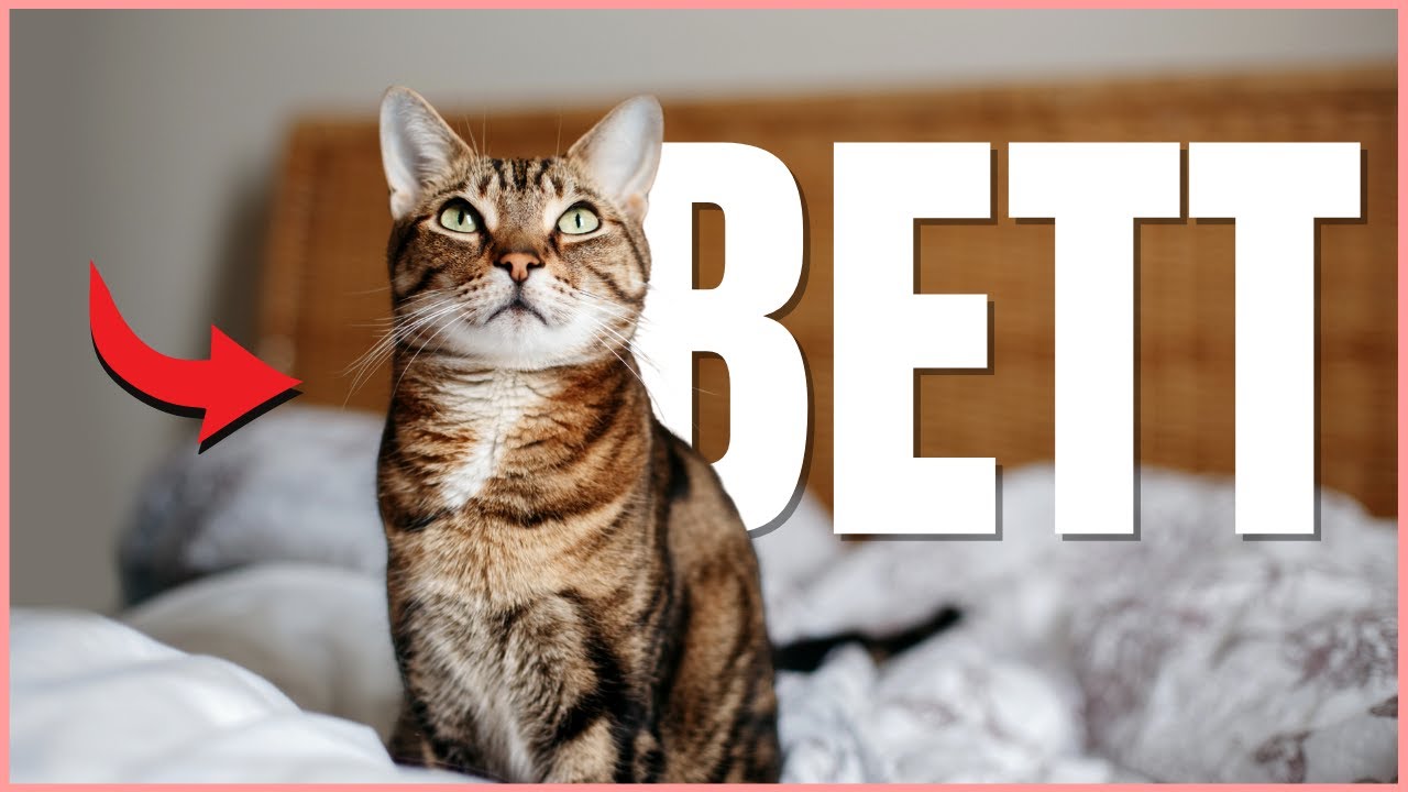 Meine Katze Schläft Im Meinem Bett. Ist Das Normal? – XFRI
