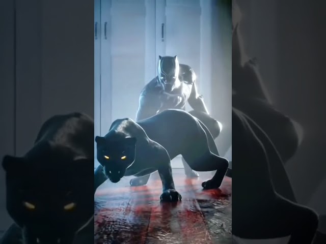 Do you like the black panther tiktok trend? 🐈‍⬛😻 LeoNata family #shorts class=