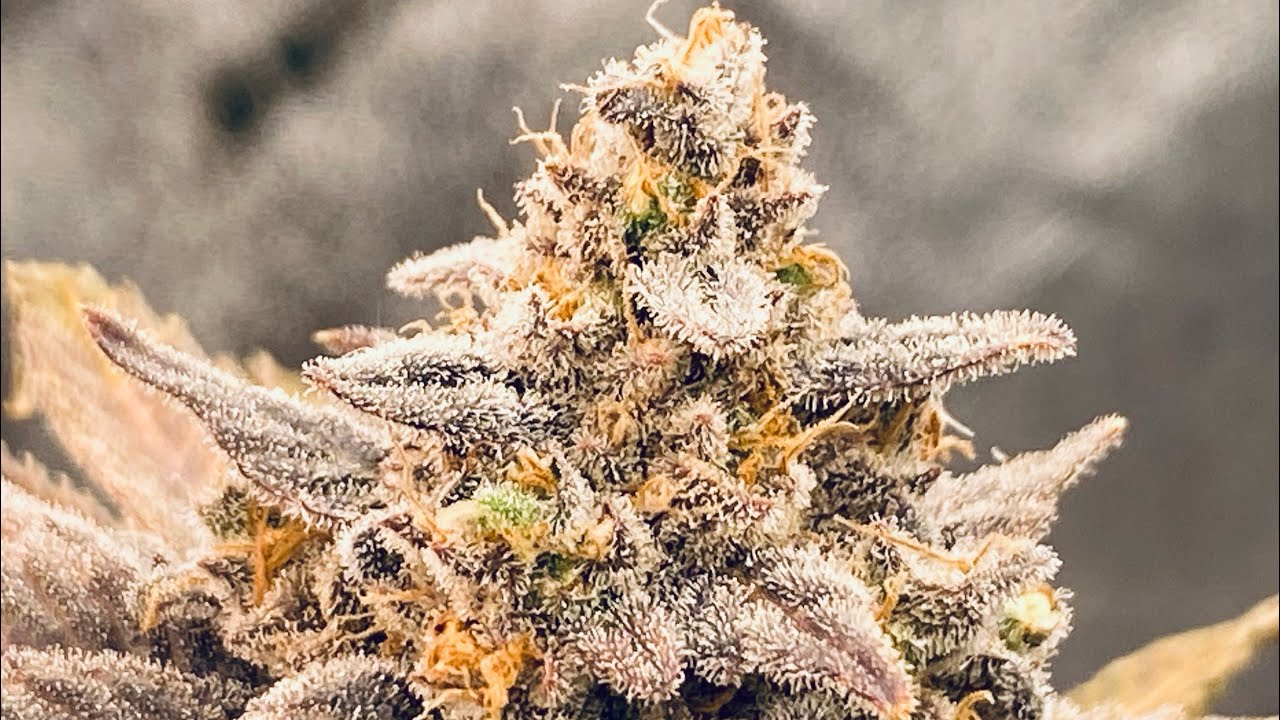 D77F Dos Si Dos 33 by Barney’s Farm: Cannabis Harvest! 🥳🫨😶‍🌫️