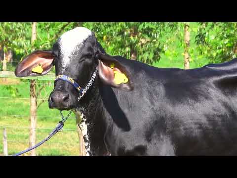 LOTE 21   AYLA FIV MOVIE SANTA LUZIA   1283CL