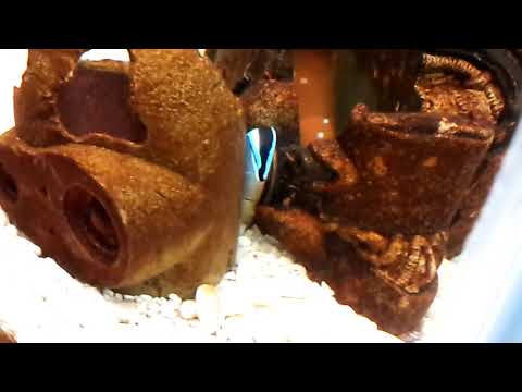 海水魚水槽 ホンソメワケベラの寝方のクセがすごい!
