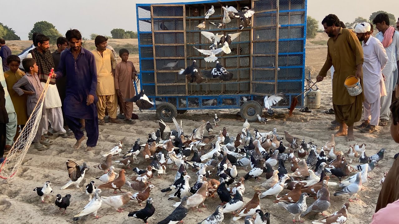 Kabtroo ka Kara bohat  he sakth  Mqubla Howa 1000 KABOTAR  Multan vs Liyha   End Lazmi Dekhna 