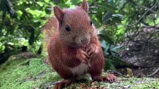Eichhörnchen Entertainment - Grüne Höhle | Squirrel Entertainment - Green Cave