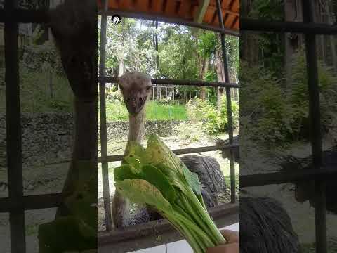 feeding an ostrich in KL Bird Park. do you know how fast this bird can run?