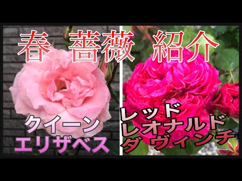 ベルナルディ　聖女エリザベス　薔薇の奇跡 春薔薇紹介🌹Part⑦ クイーンエリザベス レッドレオナルドダヴィンチ