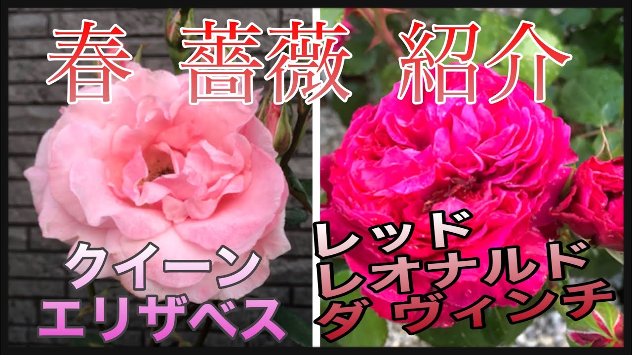 春薔薇紹介🌹Part⑦ クイーンエリザベス レッドレオナルドダヴィンチ