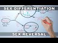 Sex Differentiation | Molecular Mechanism